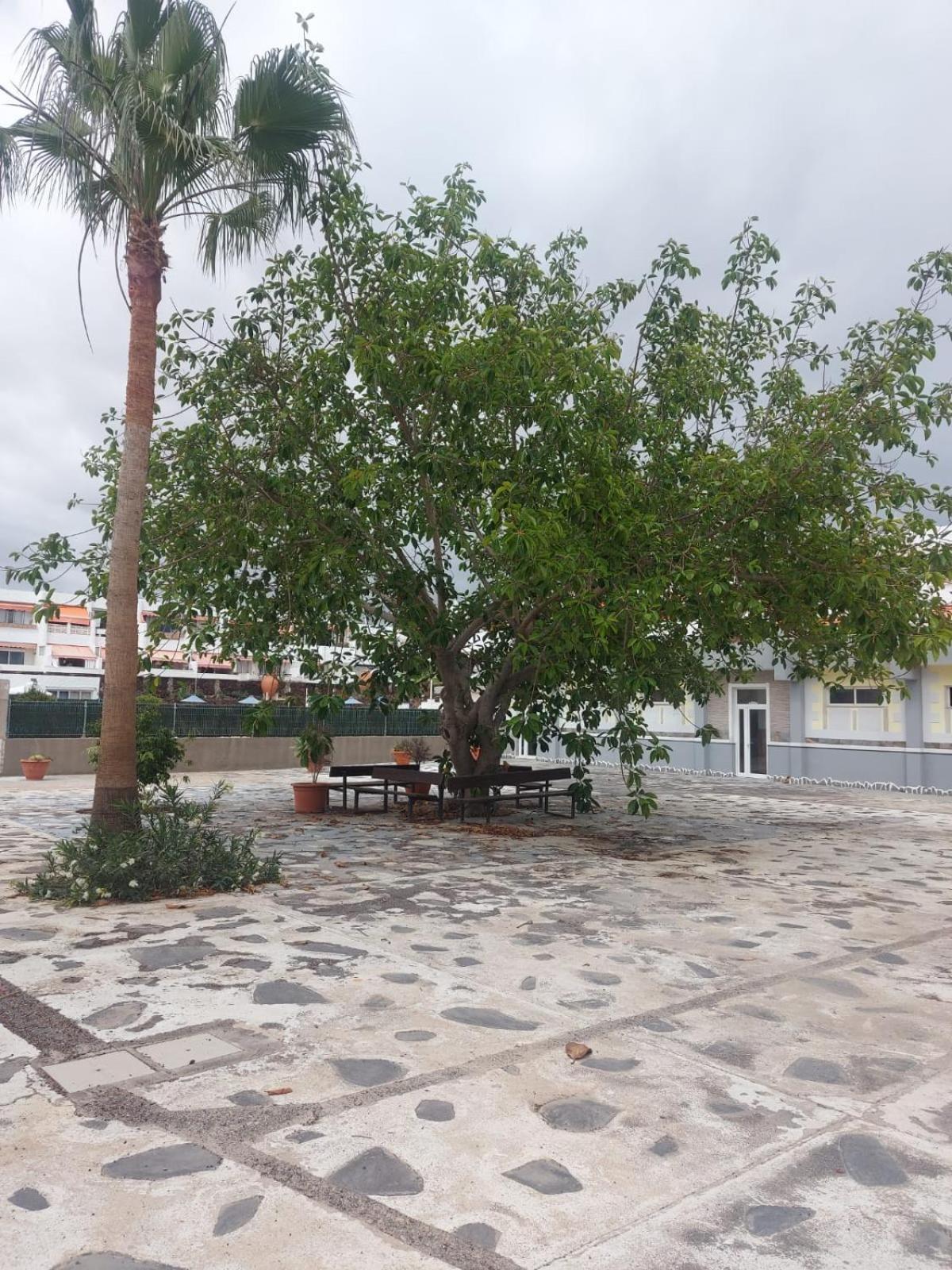 Apartament Casa Papagayo Arona  Zewnętrze zdjęcie